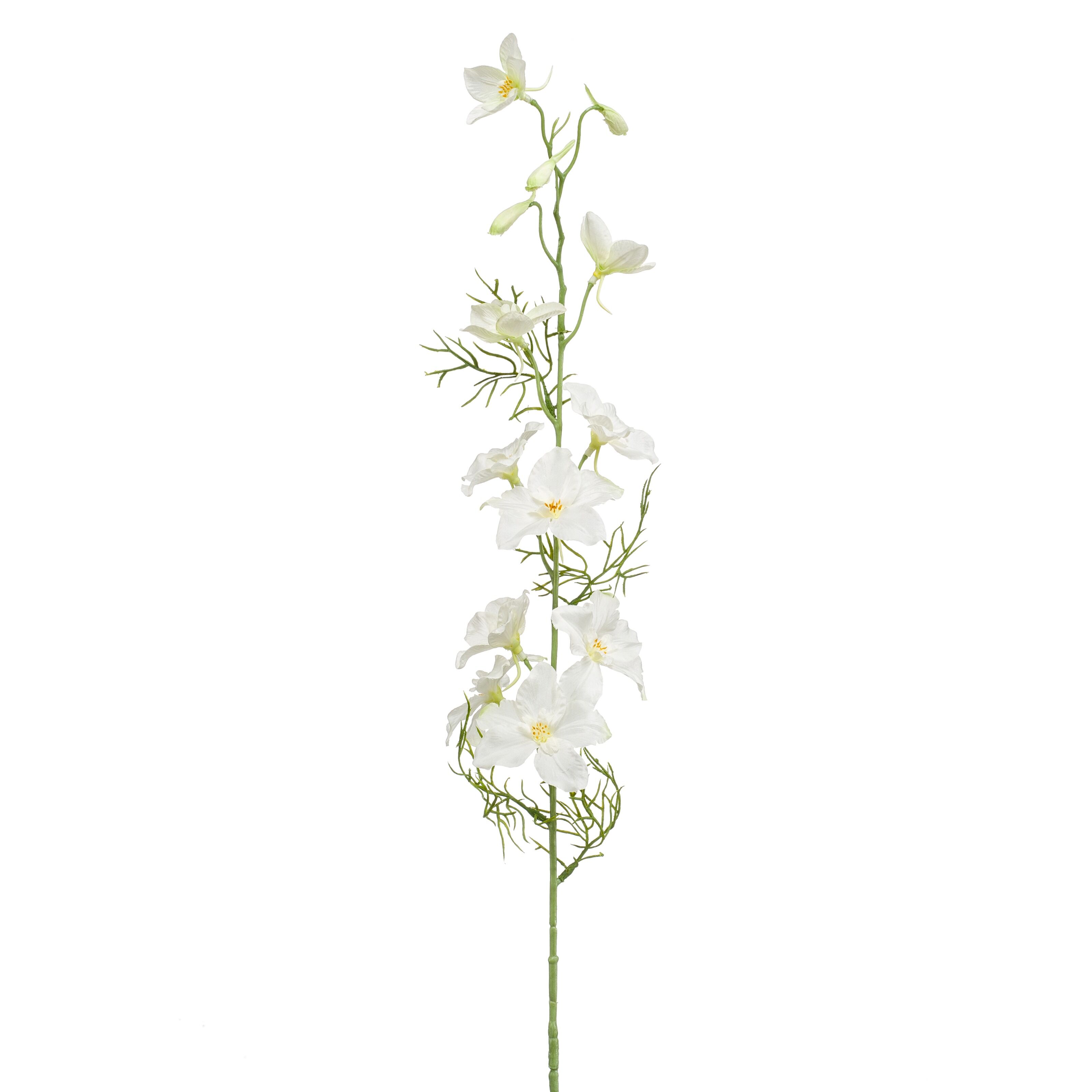 Delphinium - 8714344346817