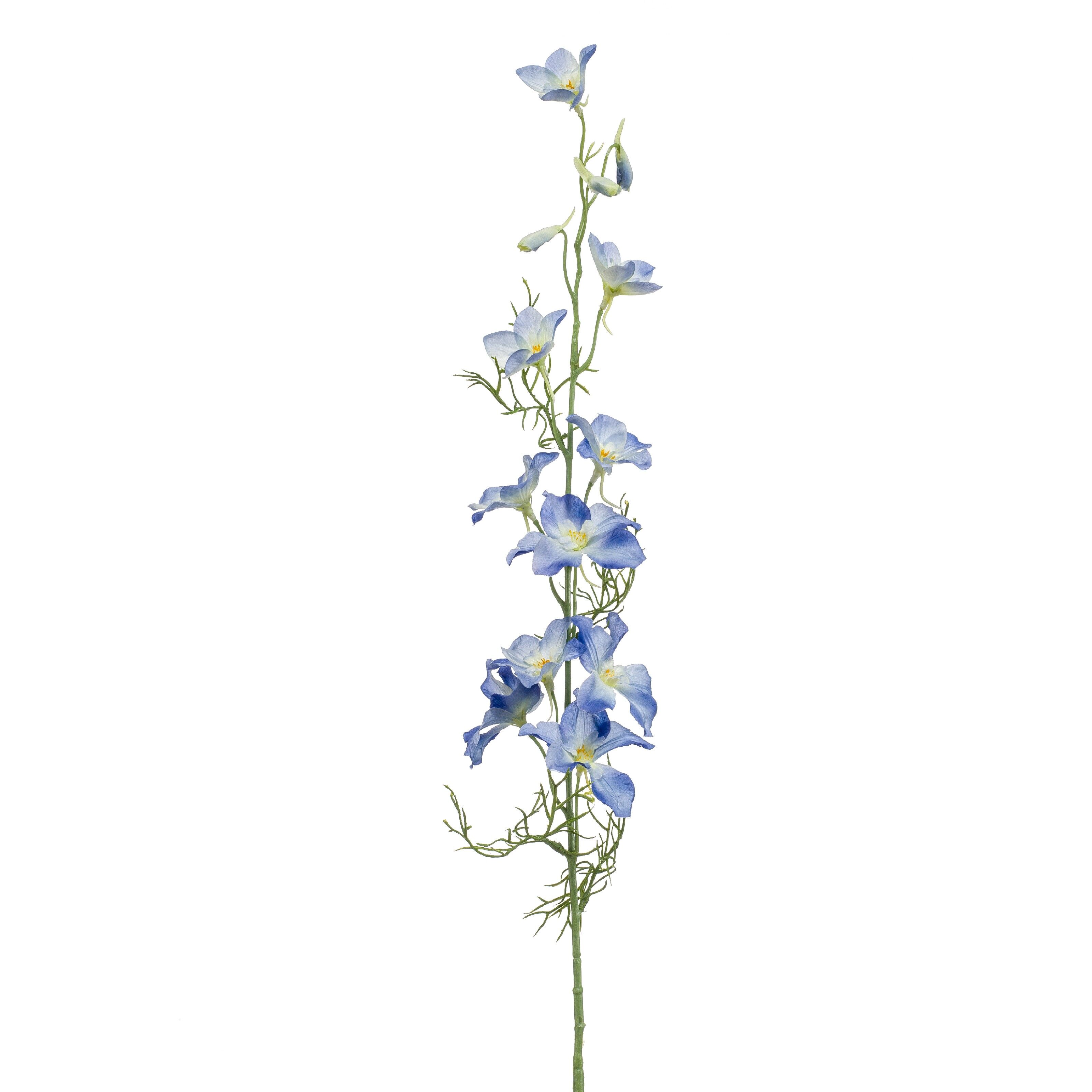 Delphinium - 8714344346831