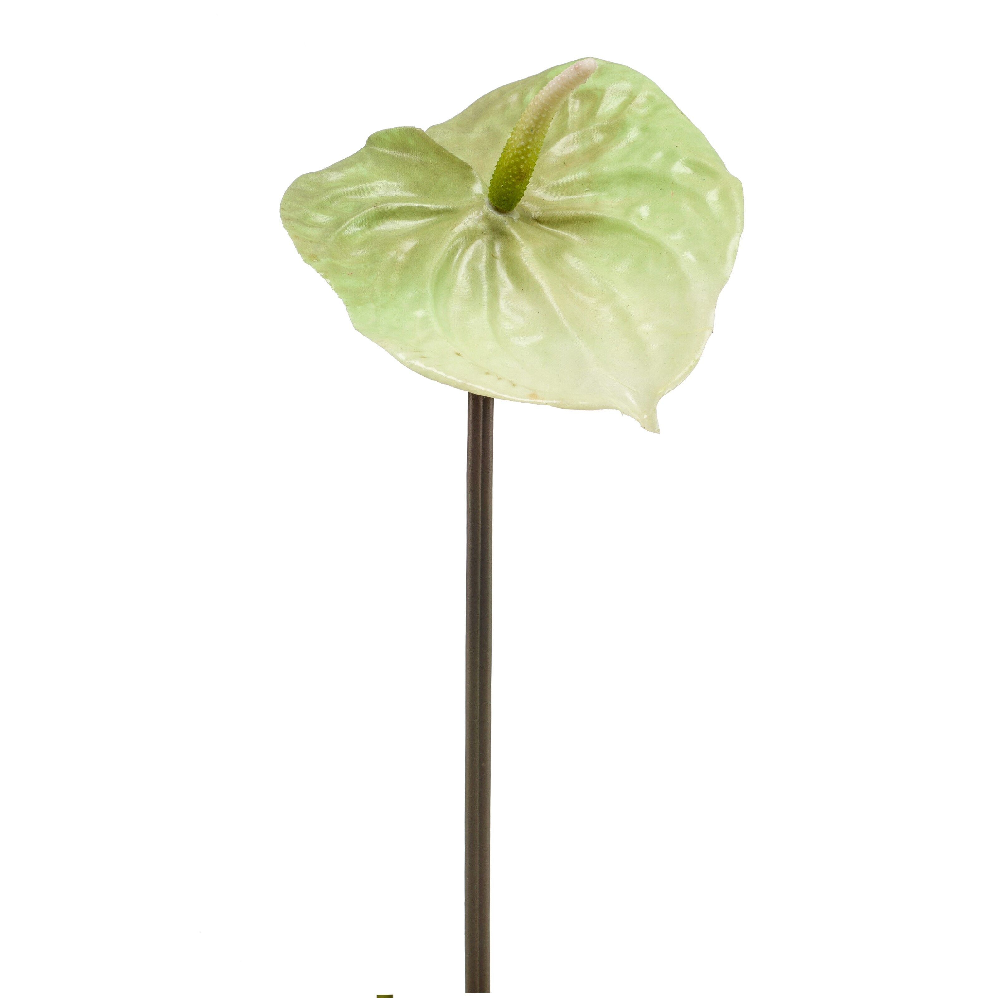 Anthurium - 8714344353075
