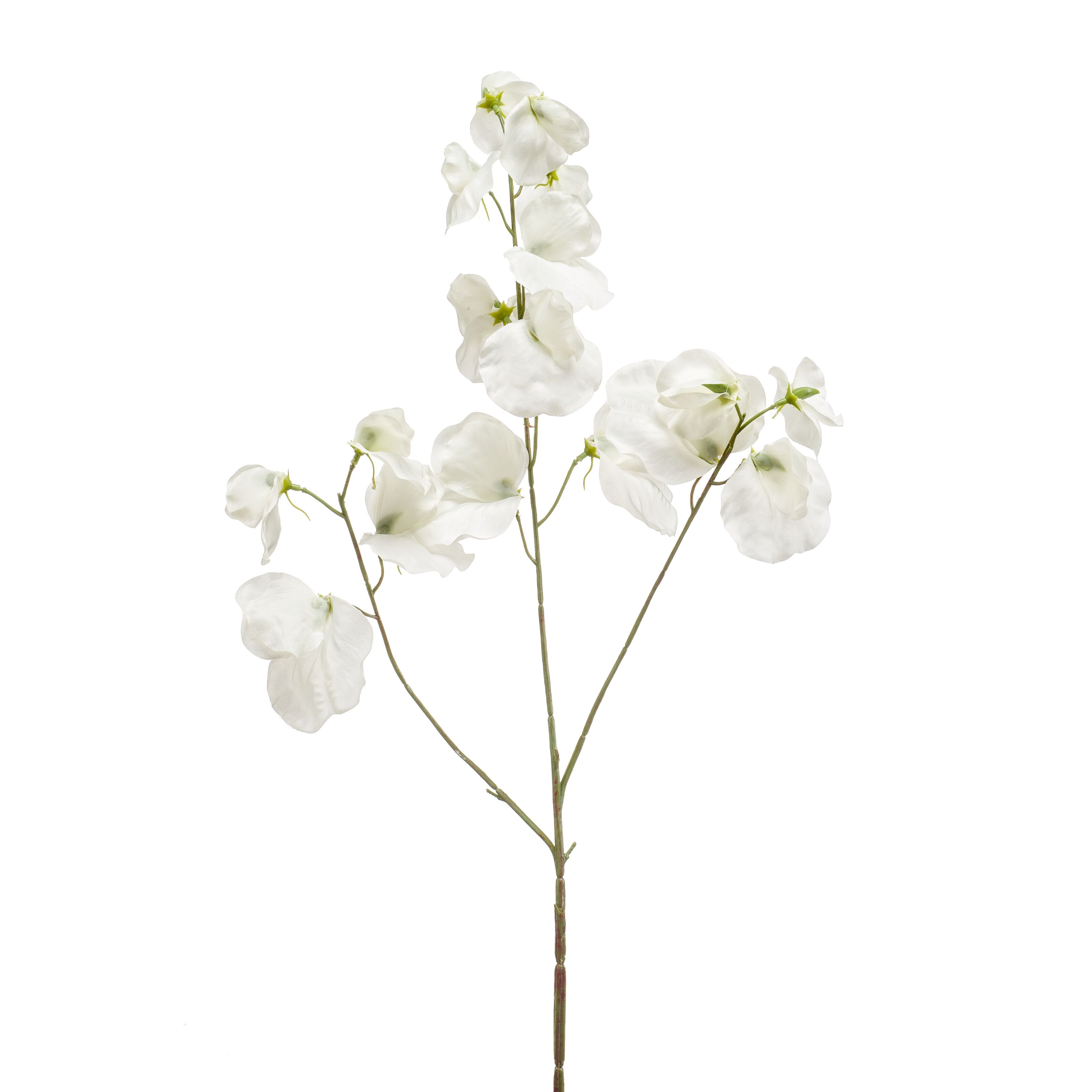 Lathyrus - 8714344353631