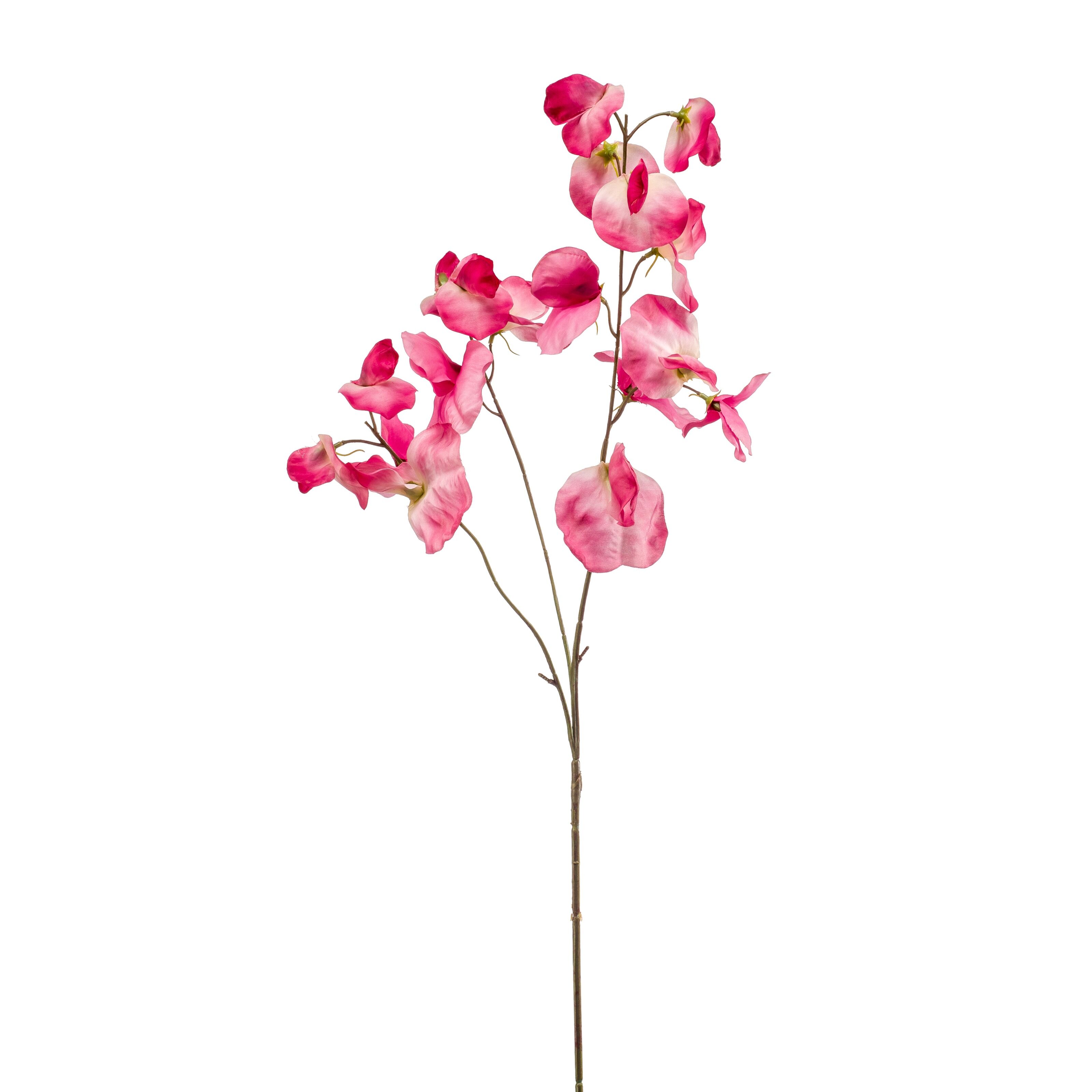 Lathyrus - 8714344353648