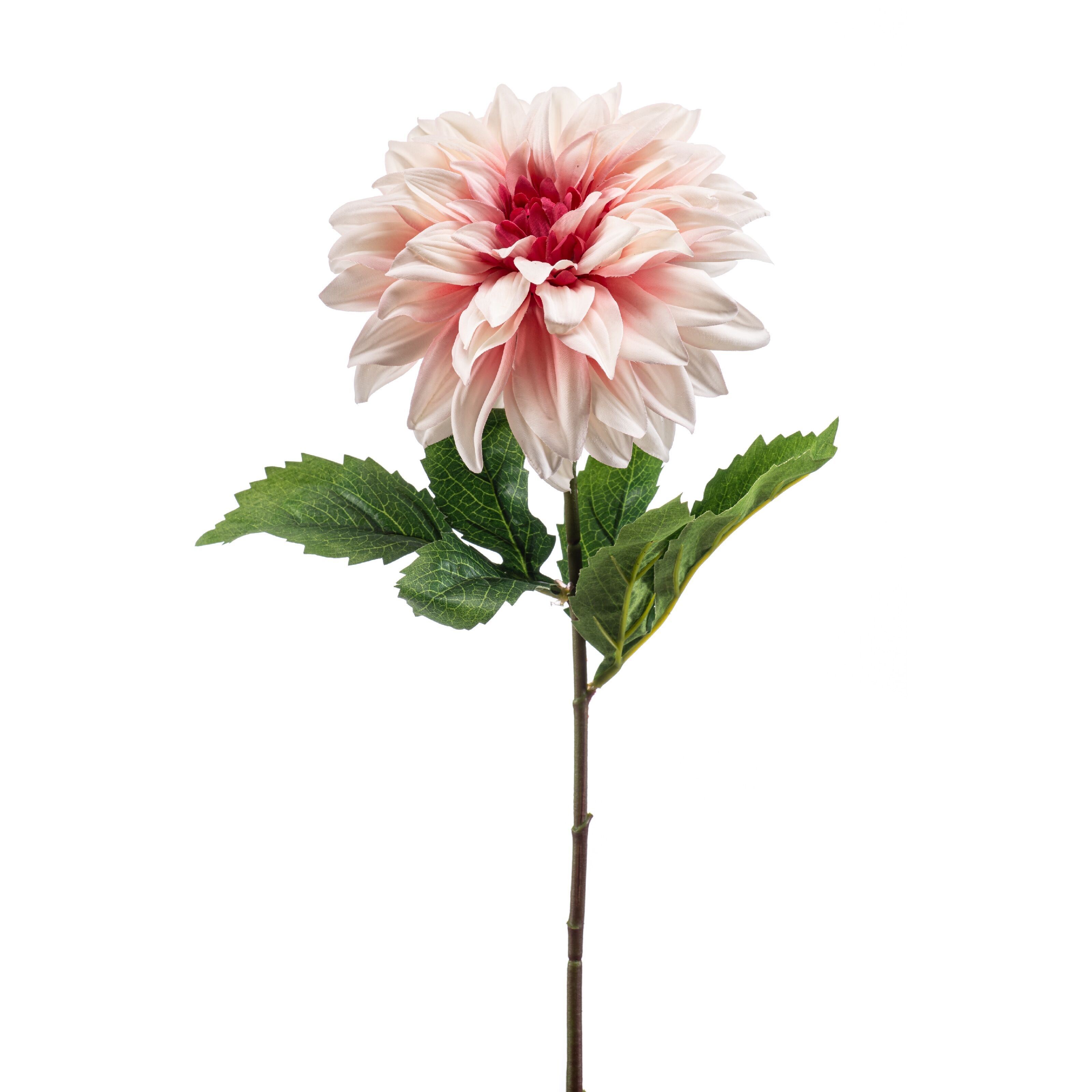 Dalhia - 8714344529609