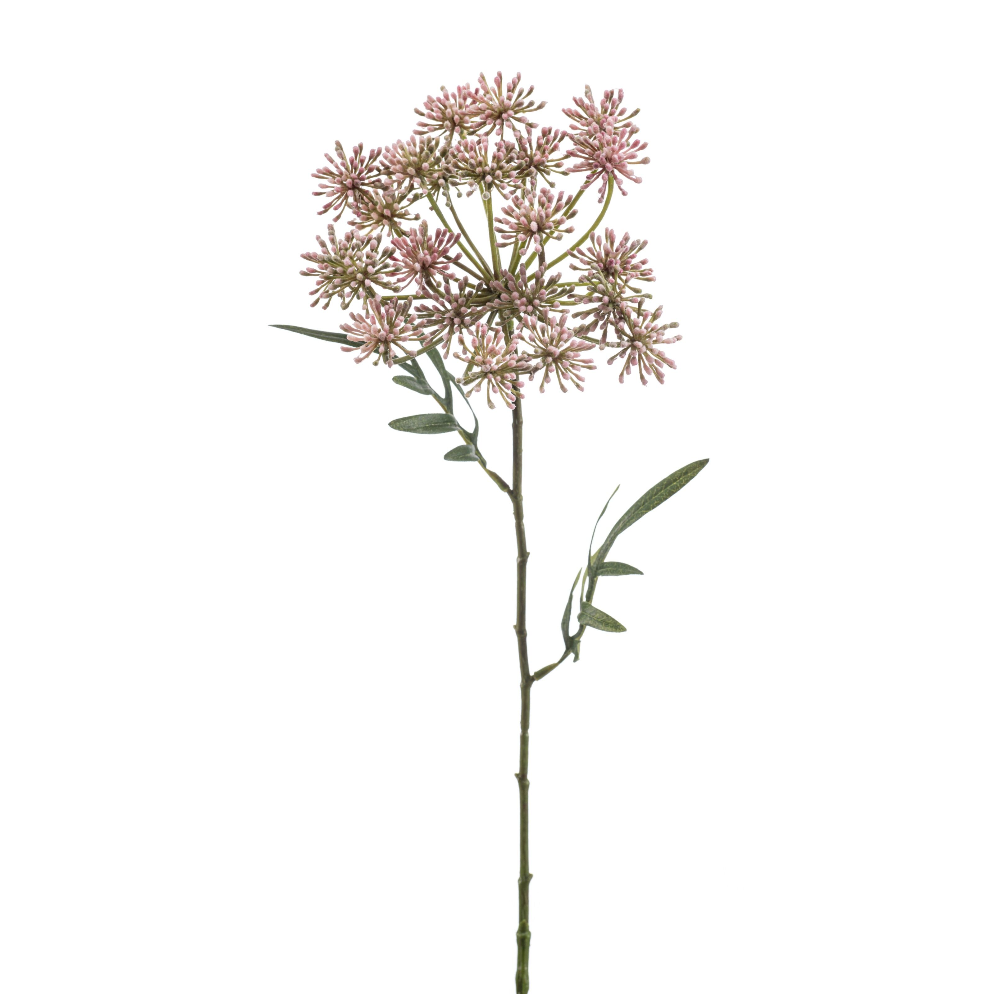 Dill - 8714344530834