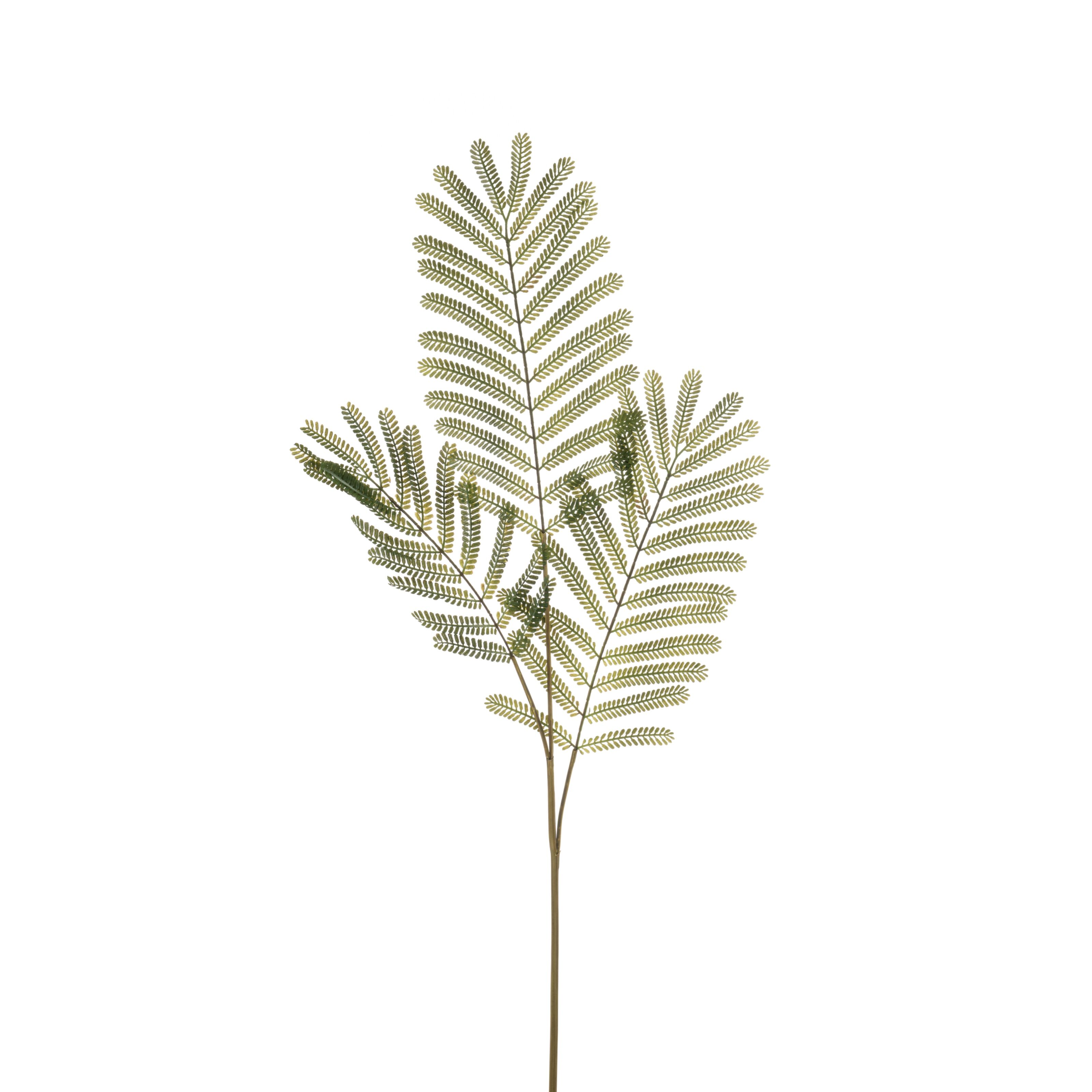 Mimosa - 8714344532081