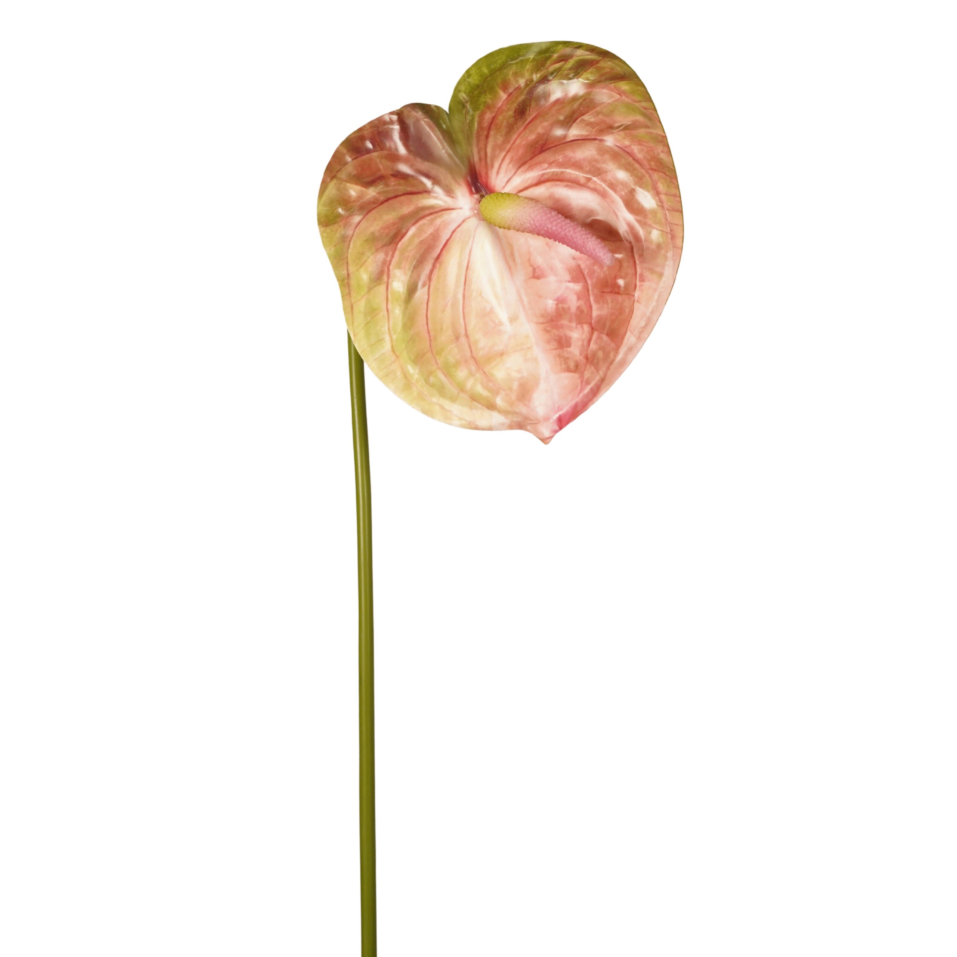Anthurium - 8714344532890