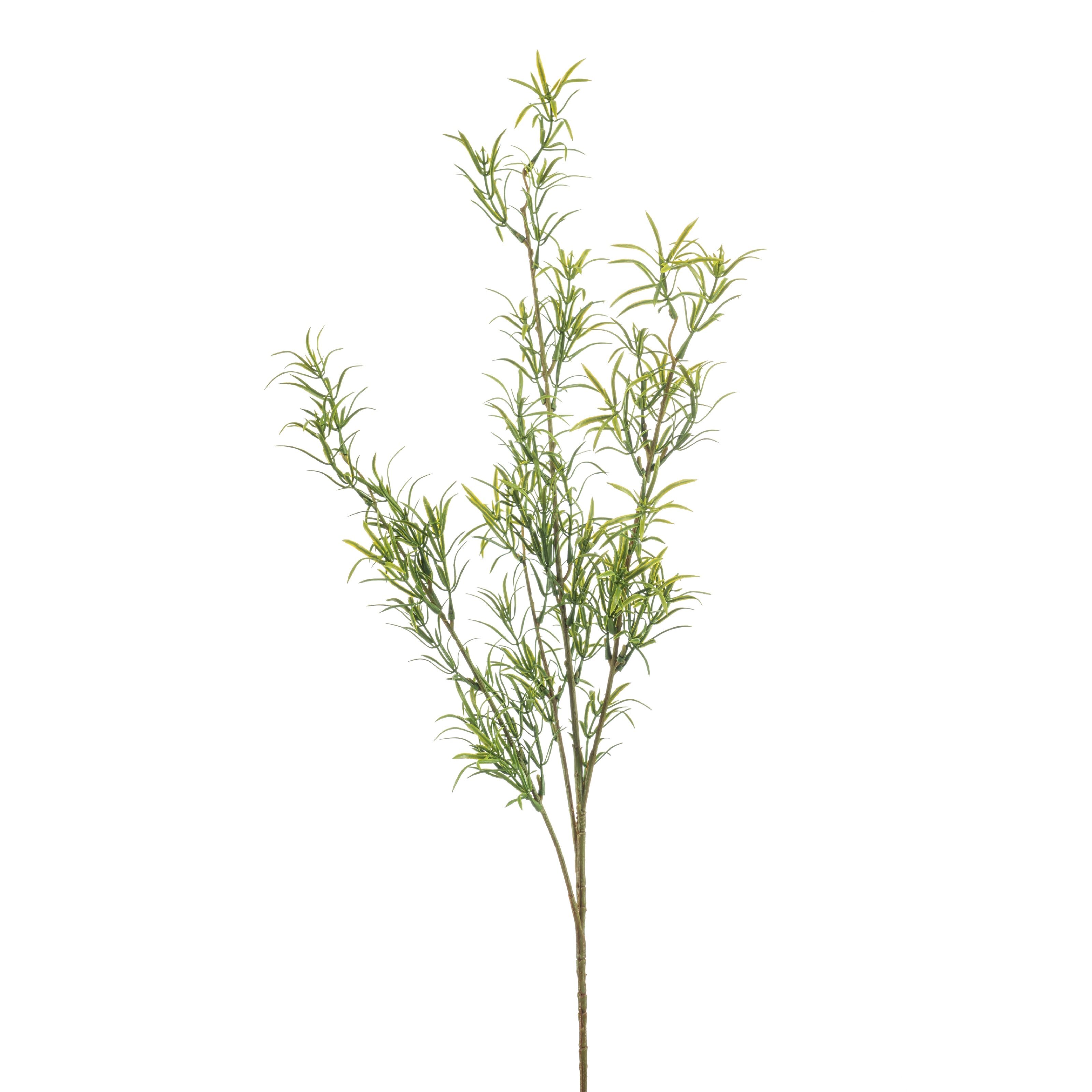 Asparagus - 8714344535808