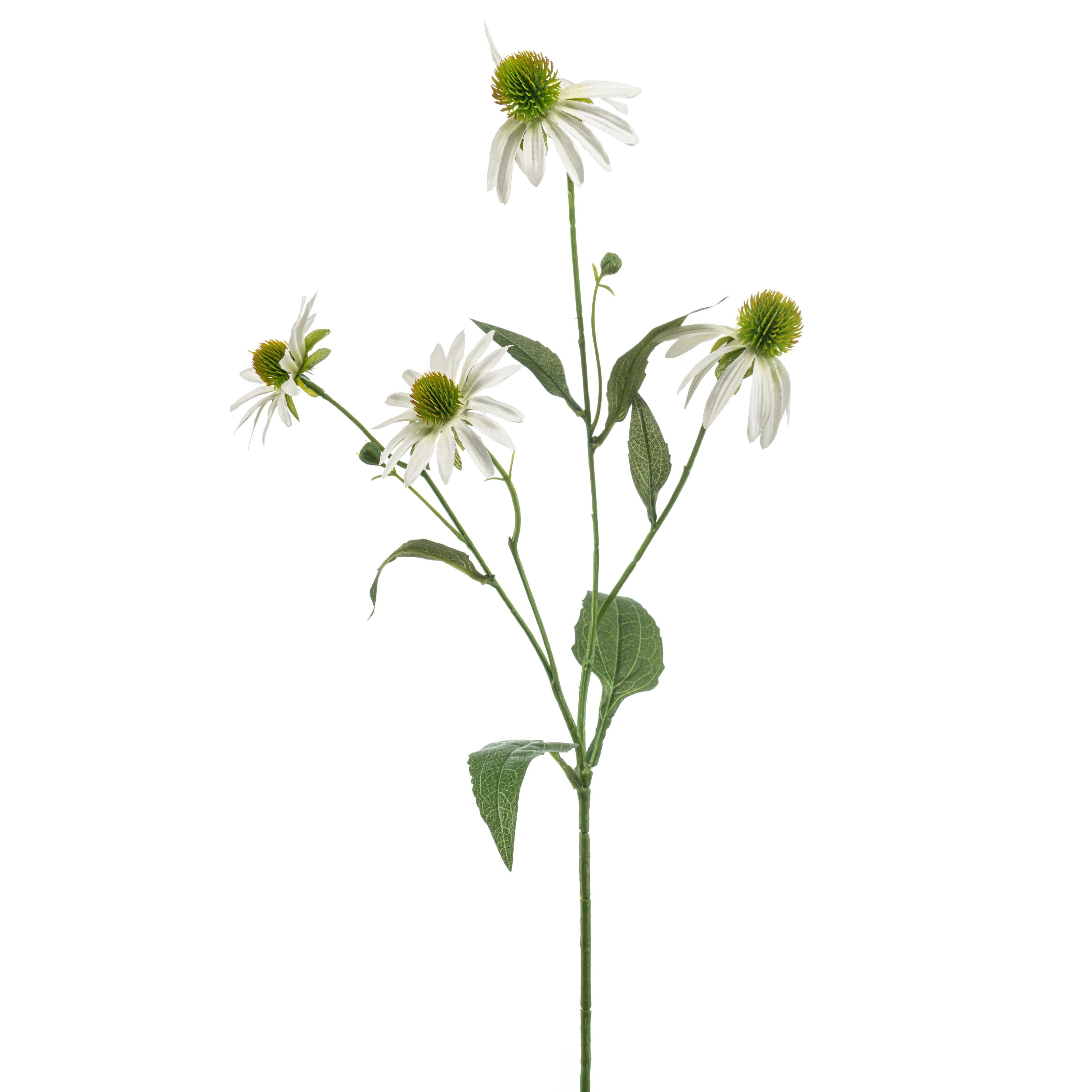 Rudbeckia - 8714344537475