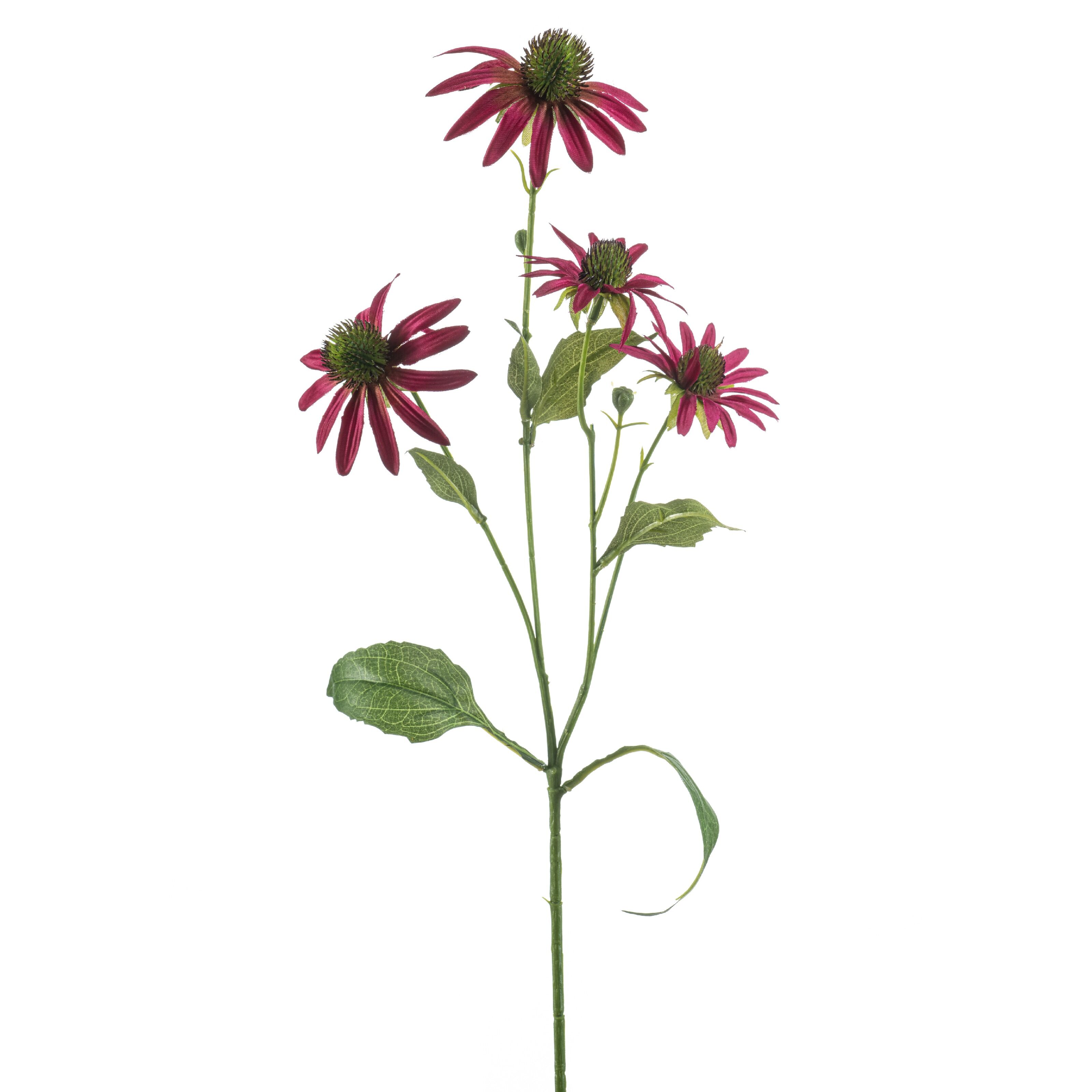 Rudbeckia - 8714344537505