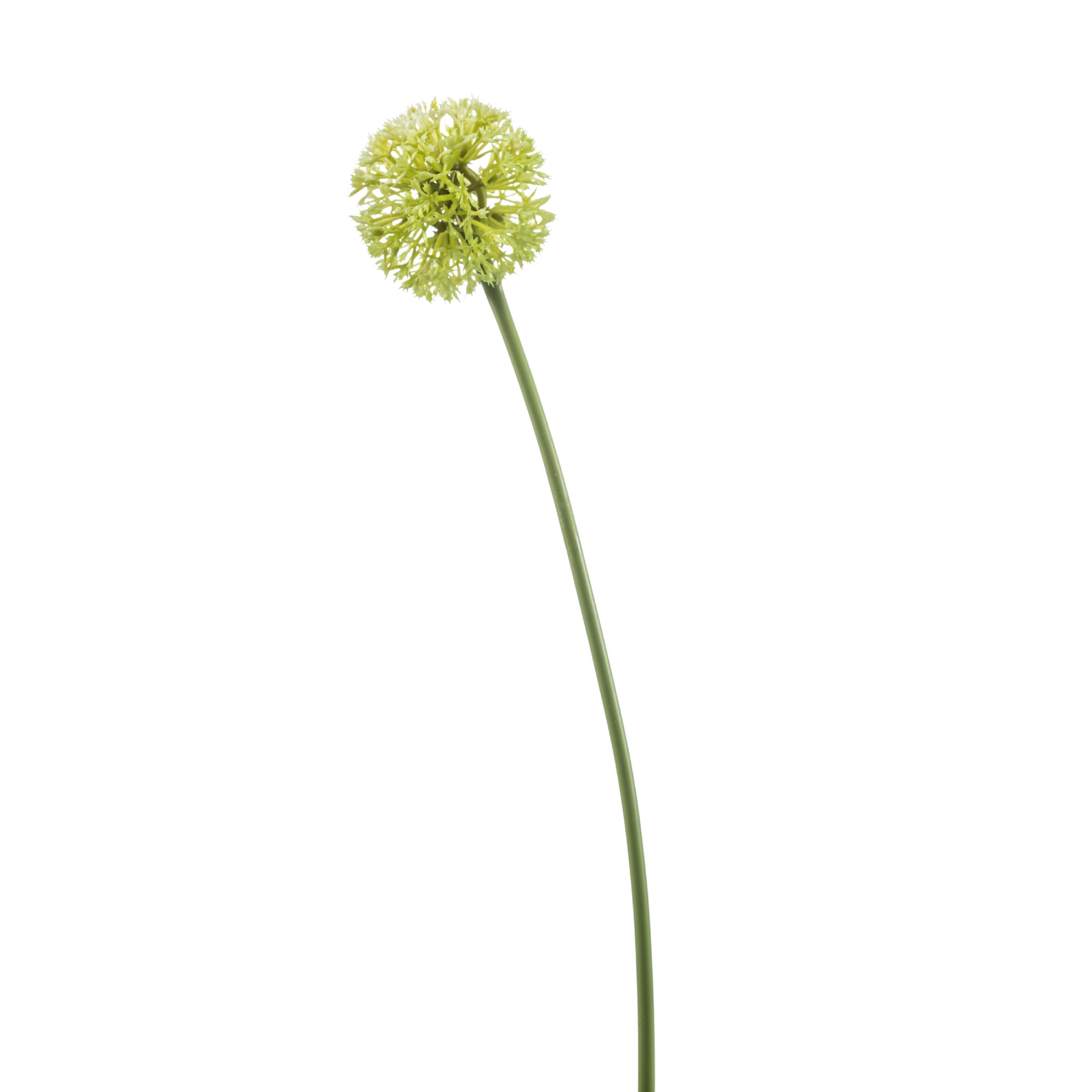 Allium - 8714344537574