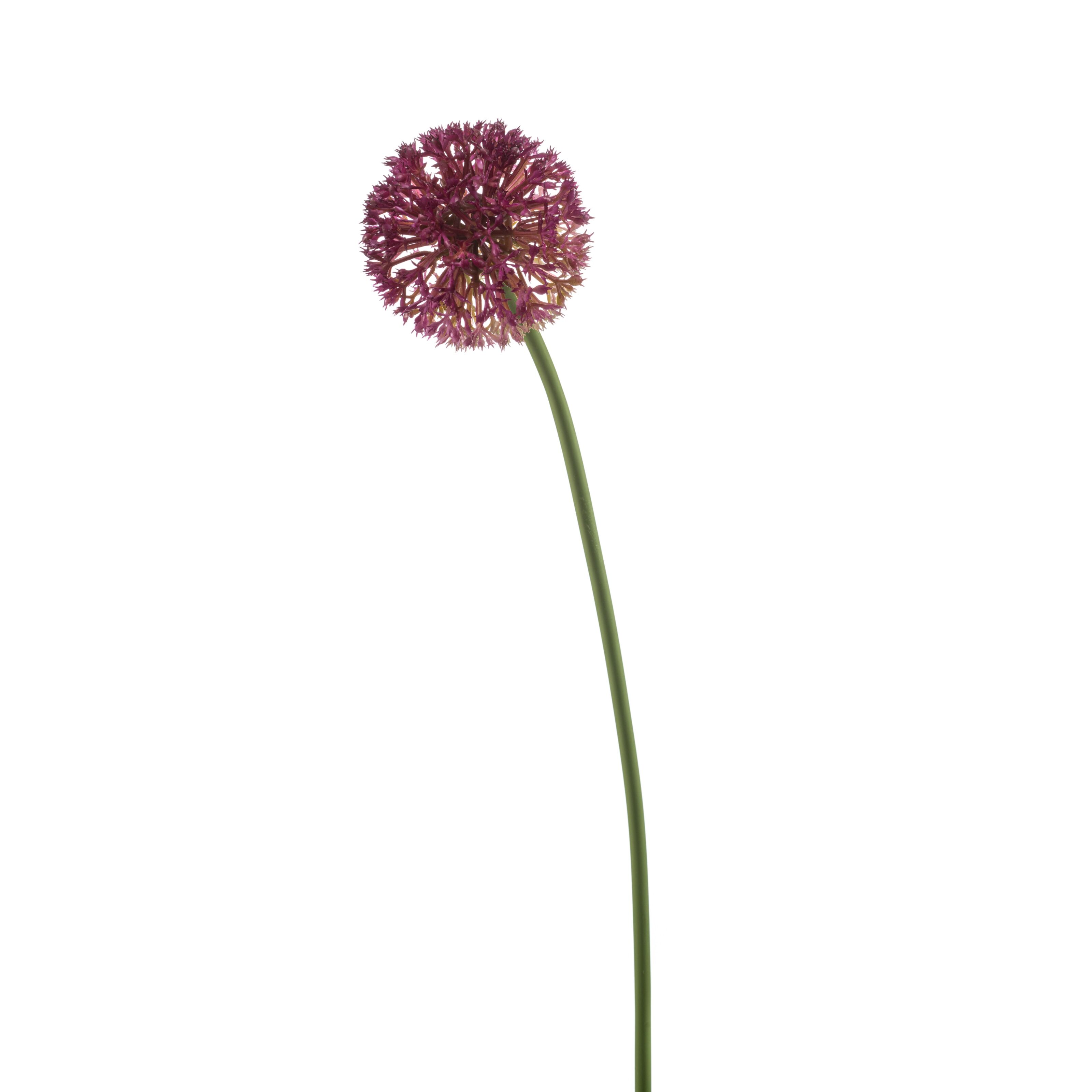 Allium - 8714344537581