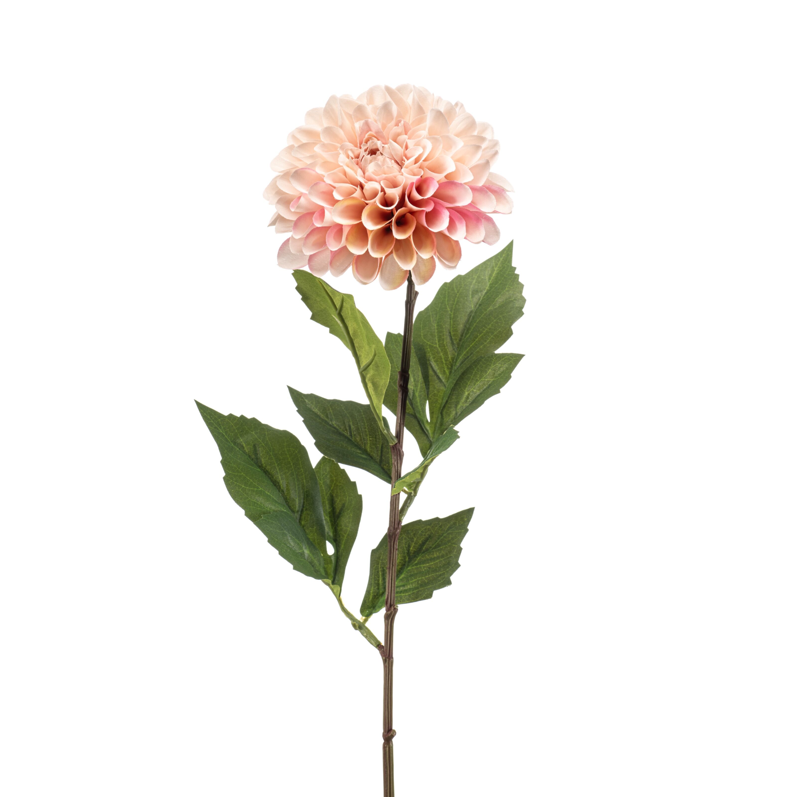 Dahlia - 8714344538991