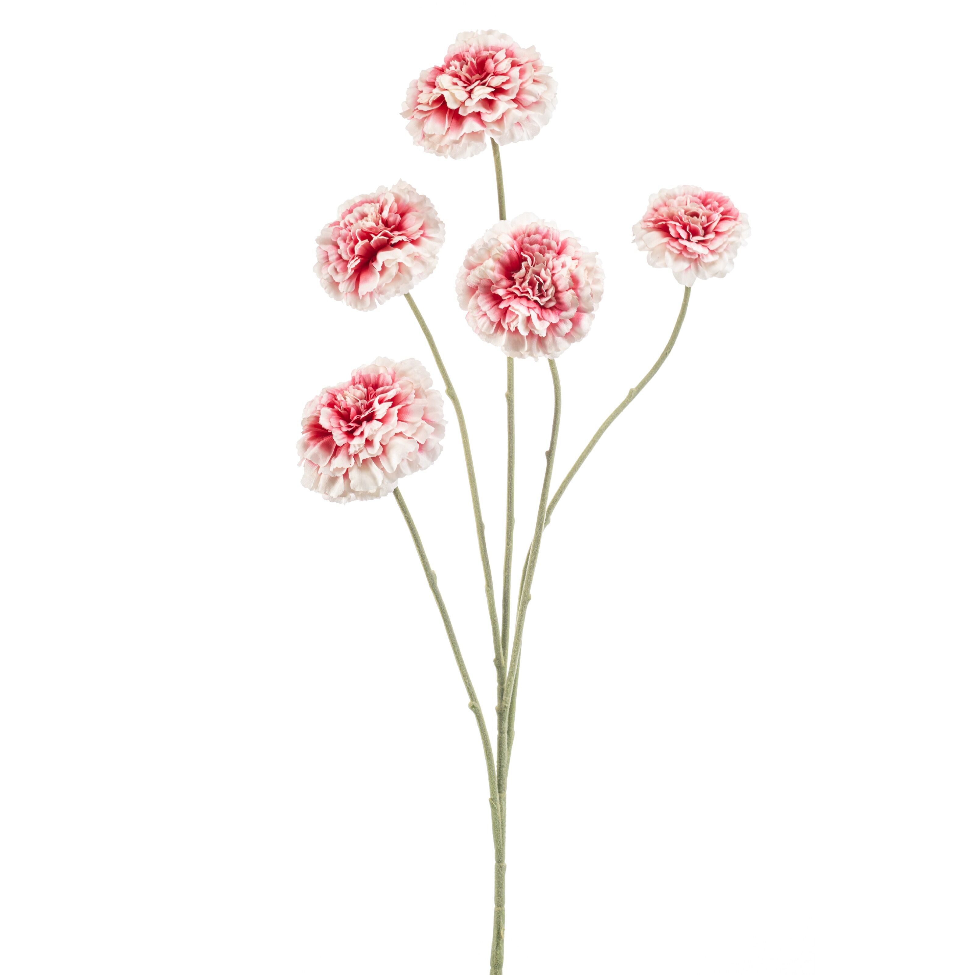 Zinnia - 8714344537888