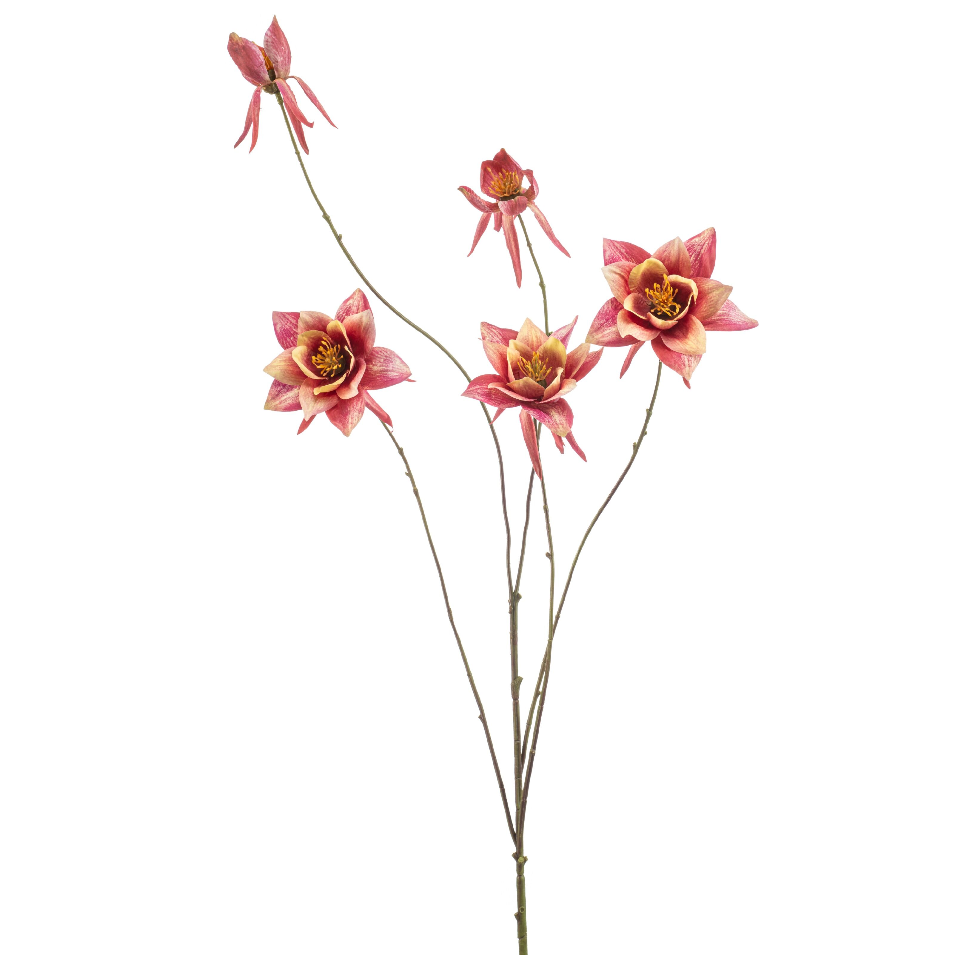 Aquilegia - 8714344533408