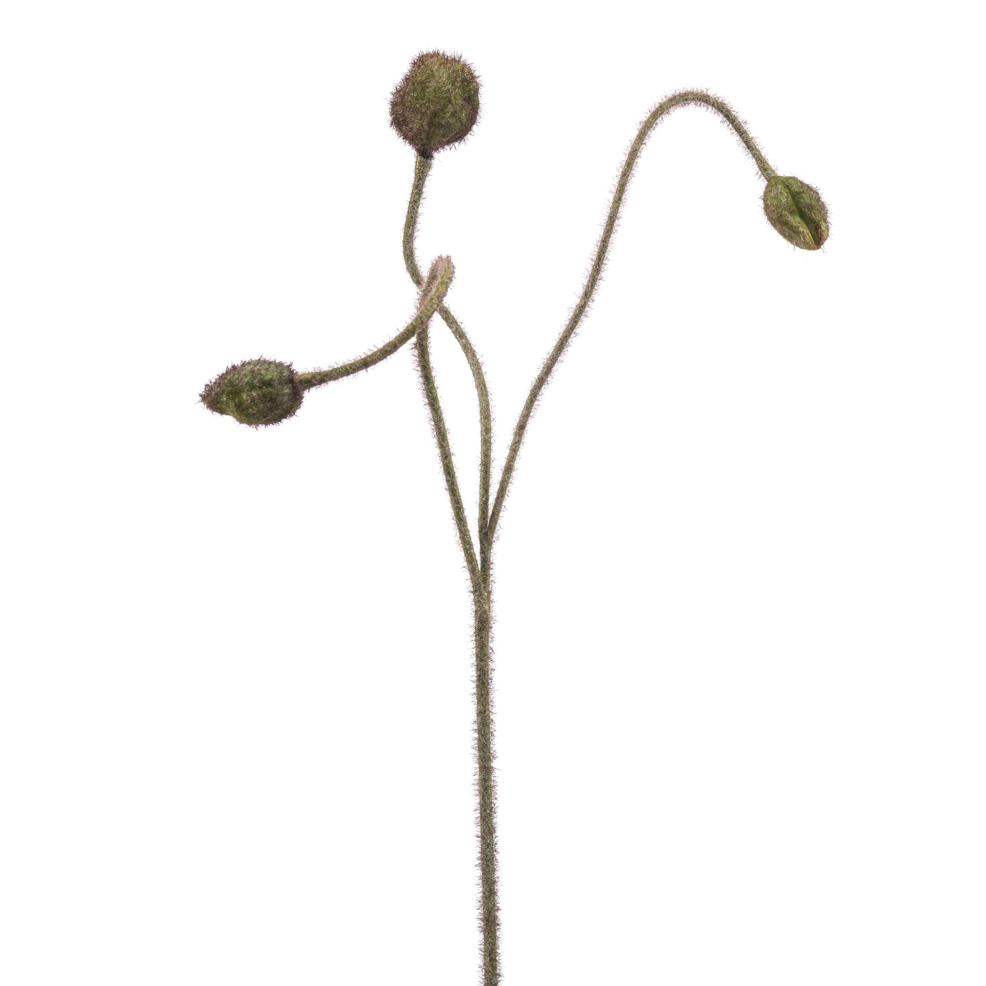 Poppy - 8714344531176